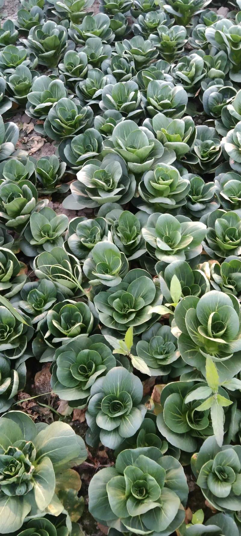 精品矮脚菜大量上市，欢迎选购