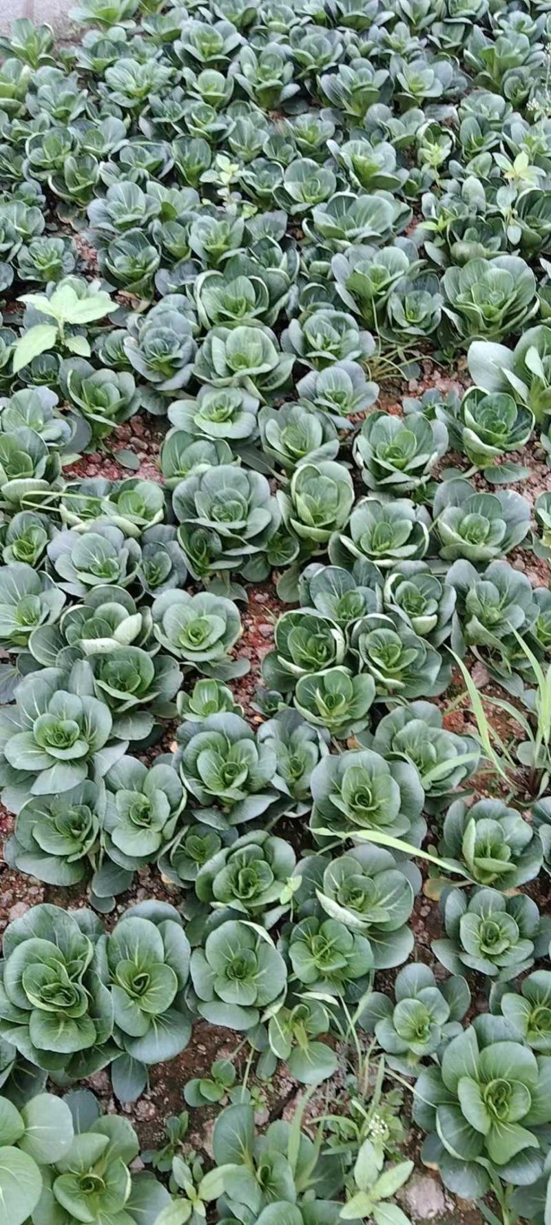 精品矮脚菜大量上市，欢迎选购
