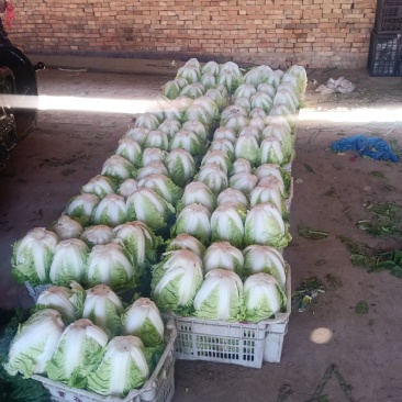 各种菜大量上市，价格便宜，质量好，需要的联系