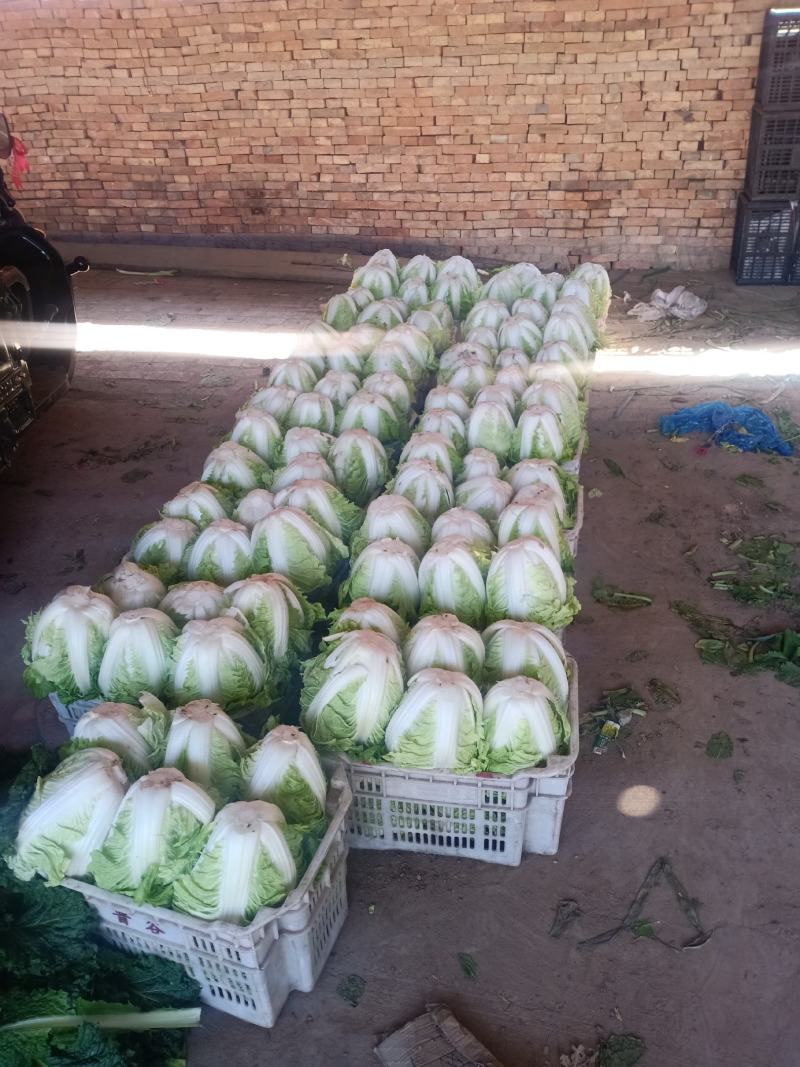 各种菜大量上市，价格便宜，质量好，需要的联系