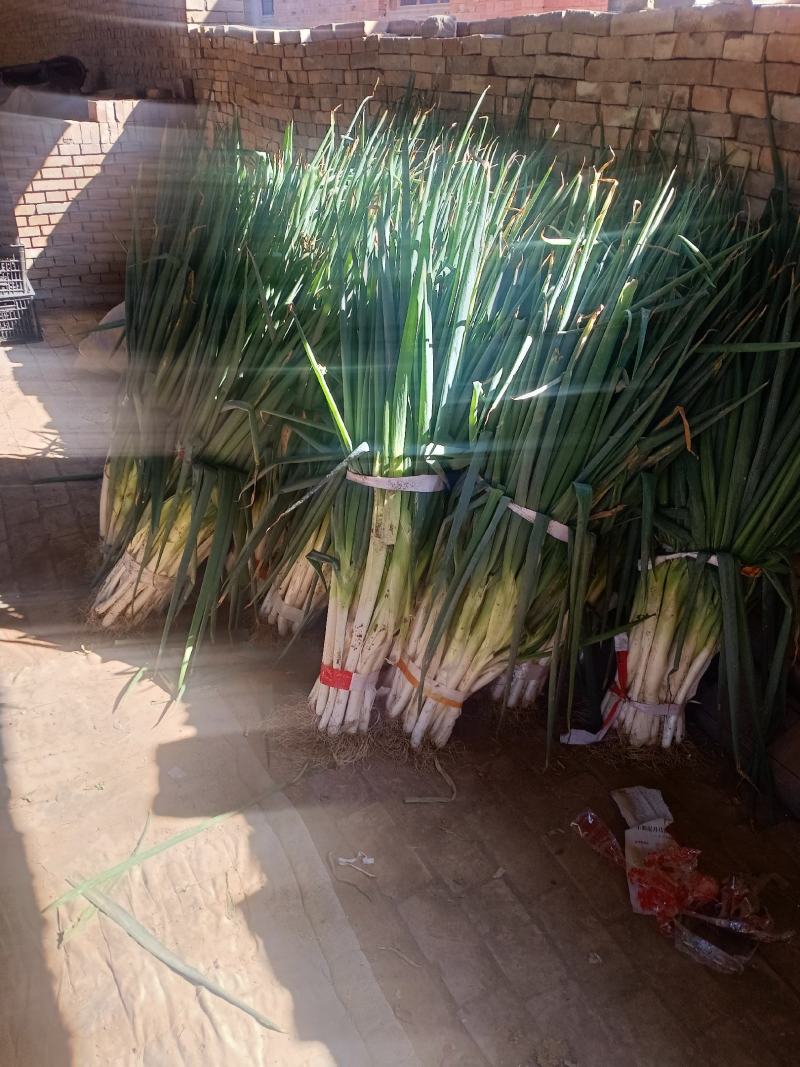 各种菜大量上市，价格便宜，质量好，需要的联系