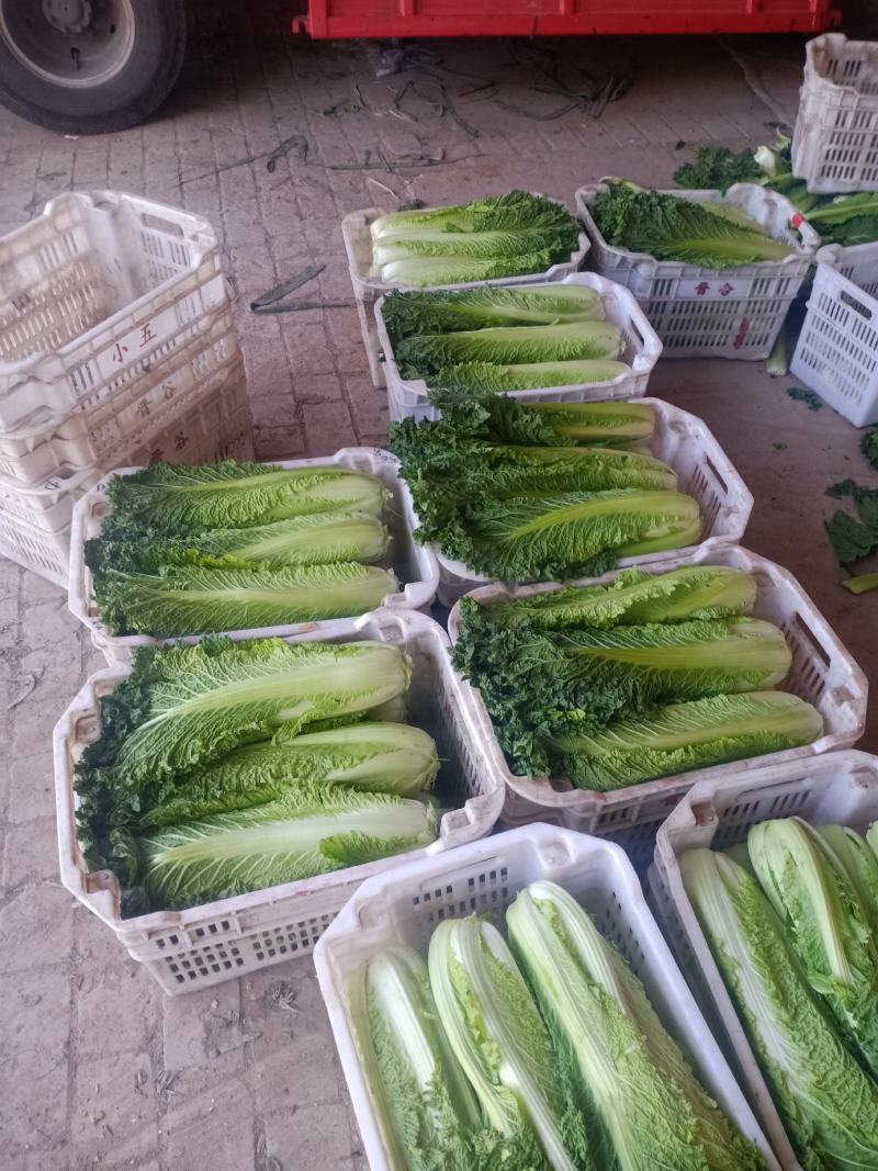各种菜大量上市，价格便宜，质量好，需要的联系
