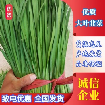 韭菜精品头茬韭菜一手货源质量优价格低代发全国