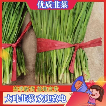 【低价出售】万亩韭菜基地大量供货一手货源包客商满意