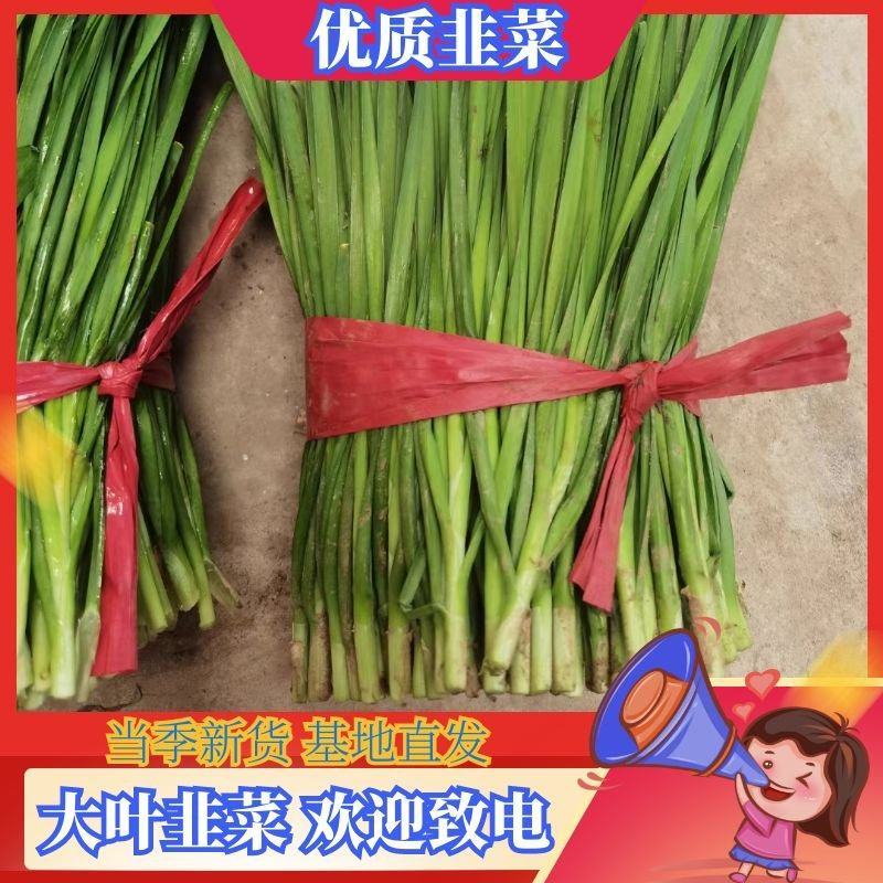 【低价出售】万亩韭菜基地大量供货一手货源包客商满意