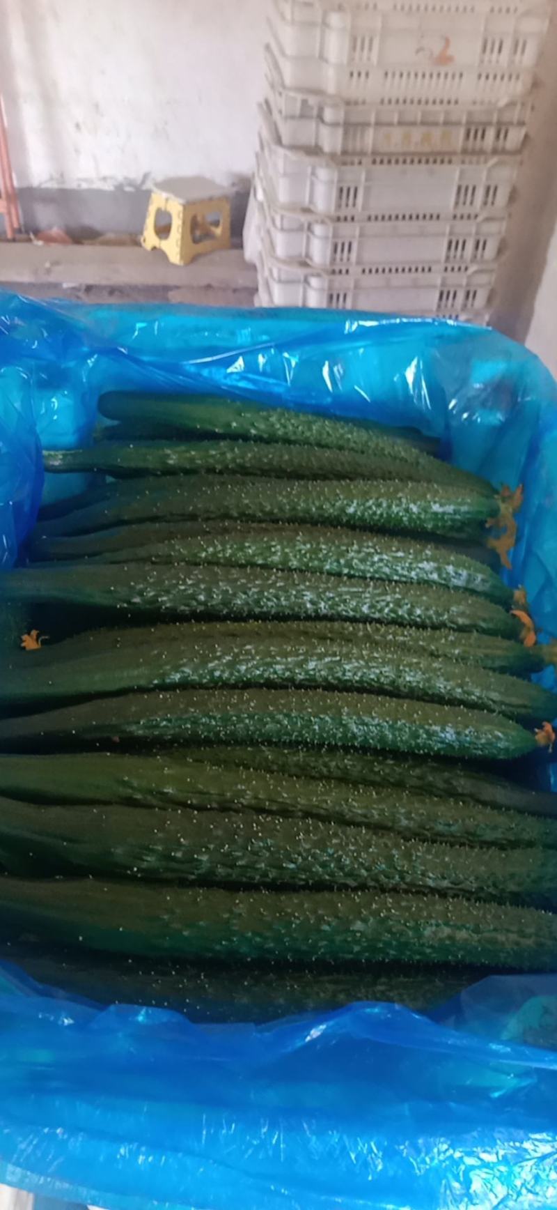 各种菜大量上市，价格便宜，质量好，需要的联系