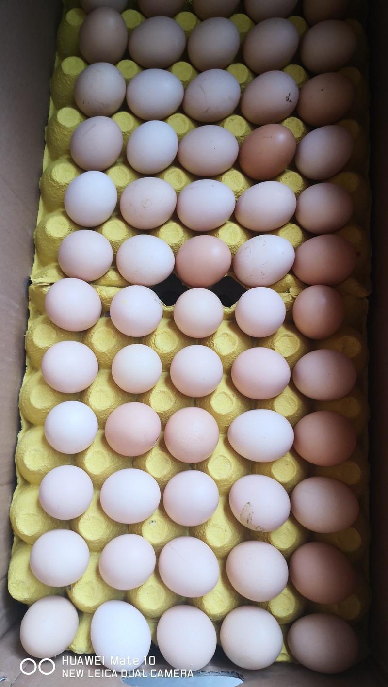 大量供应双色粉蛋、柴鸡蛋、基地和仓库发货，欢迎咨询考察