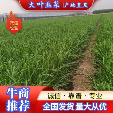 万亩韭菜基地大量供应货源充足常年供应货源