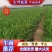 万亩韭菜基地大量供应货源充足常年供应货源