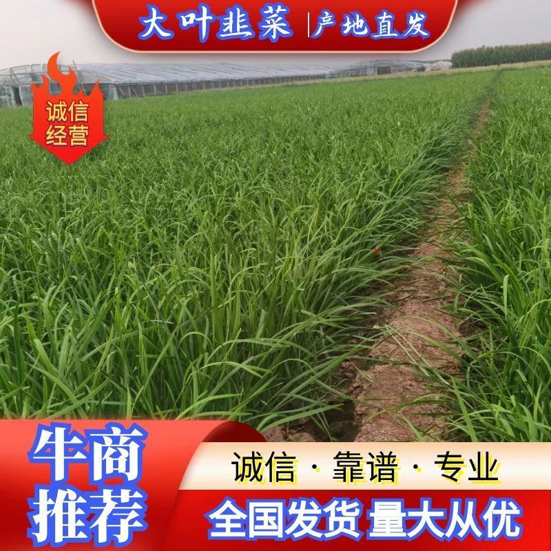 万亩韭菜基地大量供应货源充足常年供应货源