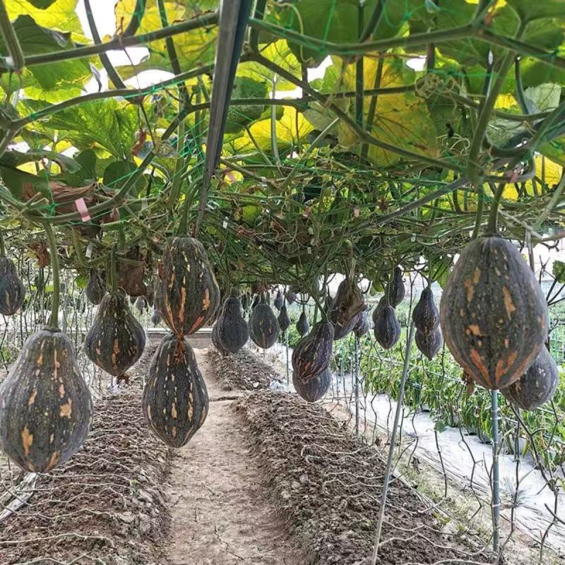 香芋南瓜种子香芋味南瓜蜜本粉南瓜好吃甜糯香芋南瓜种