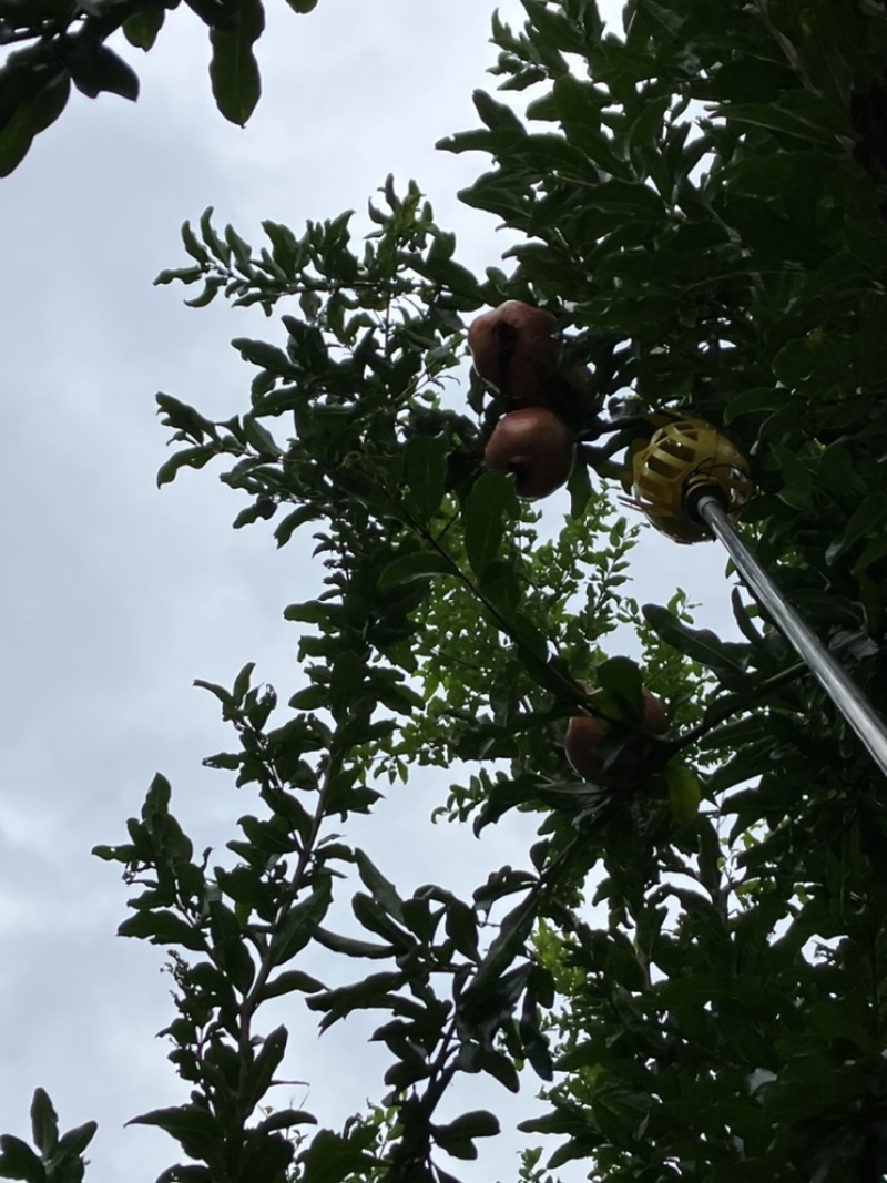 水晶石榴艺术造型石榴树造型树弯树型