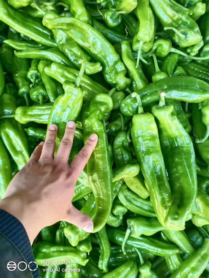 夏邑301辣椒️线椒️螺丝椒️苏椒️湘辛规格齐全发货快