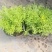 佛甲草120#