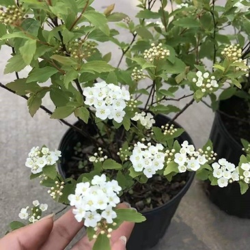 菱叶绣线菊黄金喷泉楼顶露台庭院花园盆栽观叶观花植物室外花