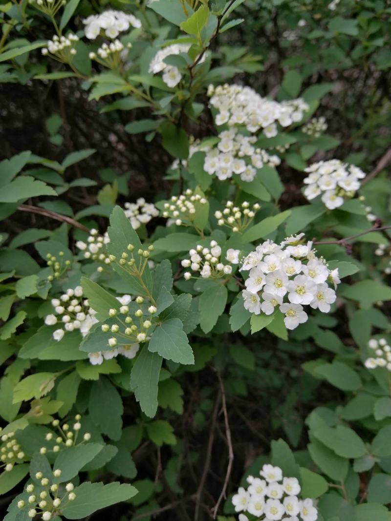 菱叶绣线菊黄金喷泉楼顶露台庭院花园盆栽观叶观花植物室外花