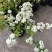 菱叶绣线菊黄金喷泉楼顶露台庭院花园盆栽观叶观花植物室外花