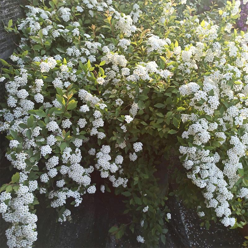 菱叶绣线菊黄金喷泉楼顶露台庭院花园盆栽观叶观花植物室外花