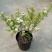 菱叶绣线菊黄金喷泉楼顶露台庭院花园盆栽观叶观花植物室外花