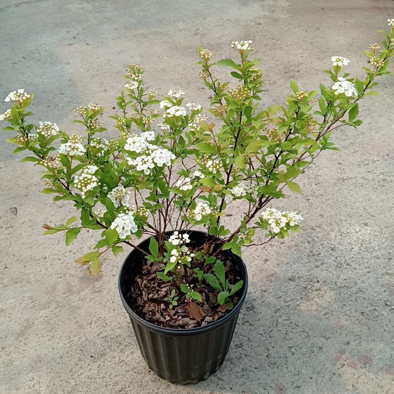 菱叶绣线菊黄金喷泉楼顶露台庭院花园盆栽观叶观花植物室外花