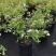 菱叶绣线菊黄金喷泉楼顶露台庭院花园盆栽观叶观花植物室外花