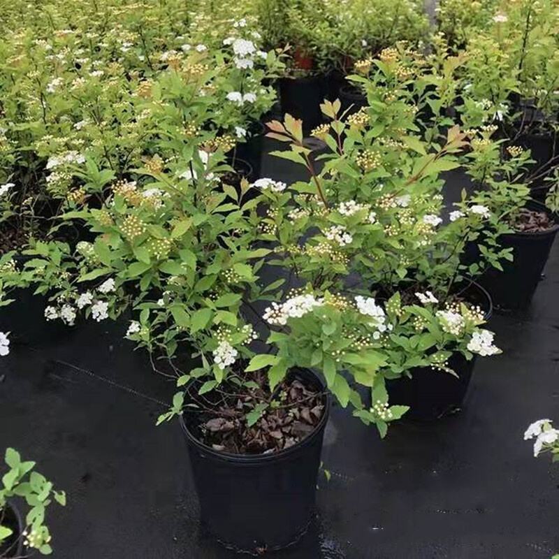 菱叶绣线菊黄金喷泉楼顶露台庭院花园盆栽观叶观花植物室外花