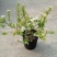 菱叶绣线菊黄金喷泉楼顶露台庭院花园盆栽观叶观花植物室外花