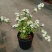 菱叶绣线菊黄金喷泉楼顶露台庭院花园盆栽观叶观花植物室外花