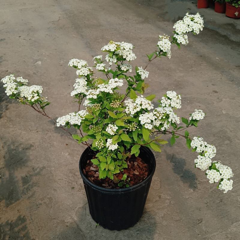 菱叶绣线菊黄金喷泉楼顶露台庭院花园盆栽观叶观花植物室外花