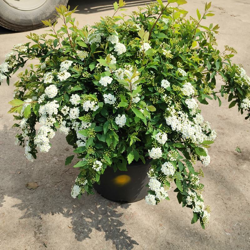 菱叶绣线菊黄金喷泉楼顶露台庭院花园盆栽观叶观花植物室外花
