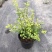菱叶绣线菊黄金喷泉楼顶露台庭院花园盆栽观叶观花植物室外花