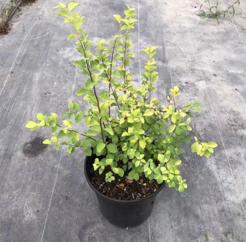 菱叶绣线菊黄金喷泉楼顶露台庭院花园盆栽观叶观花植物室外花