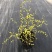 菱叶绣线菊黄金喷泉楼顶露台庭院花园盆栽观叶观花植物室外花