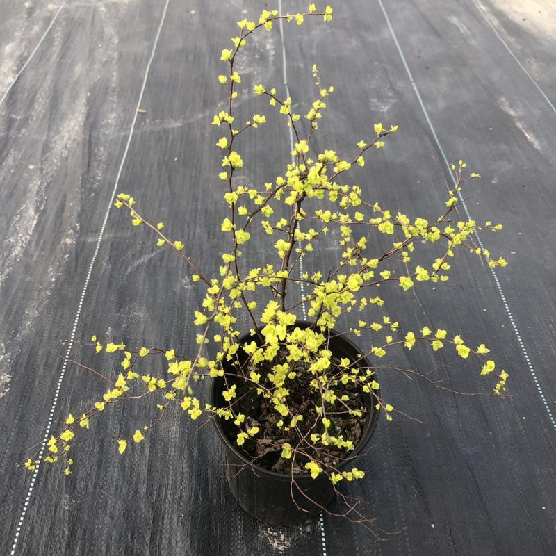 菱叶绣线菊黄金喷泉楼顶露台庭院花园盆栽观叶观花植物室外花