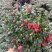 西洋杜鹃花，杨梅红杜鹃花，基地量大，长期有货