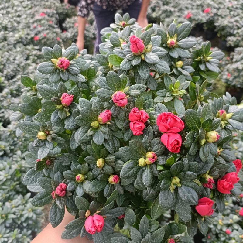 西洋杜鹃花，杨梅红杜鹃花，基地量大，长期有货