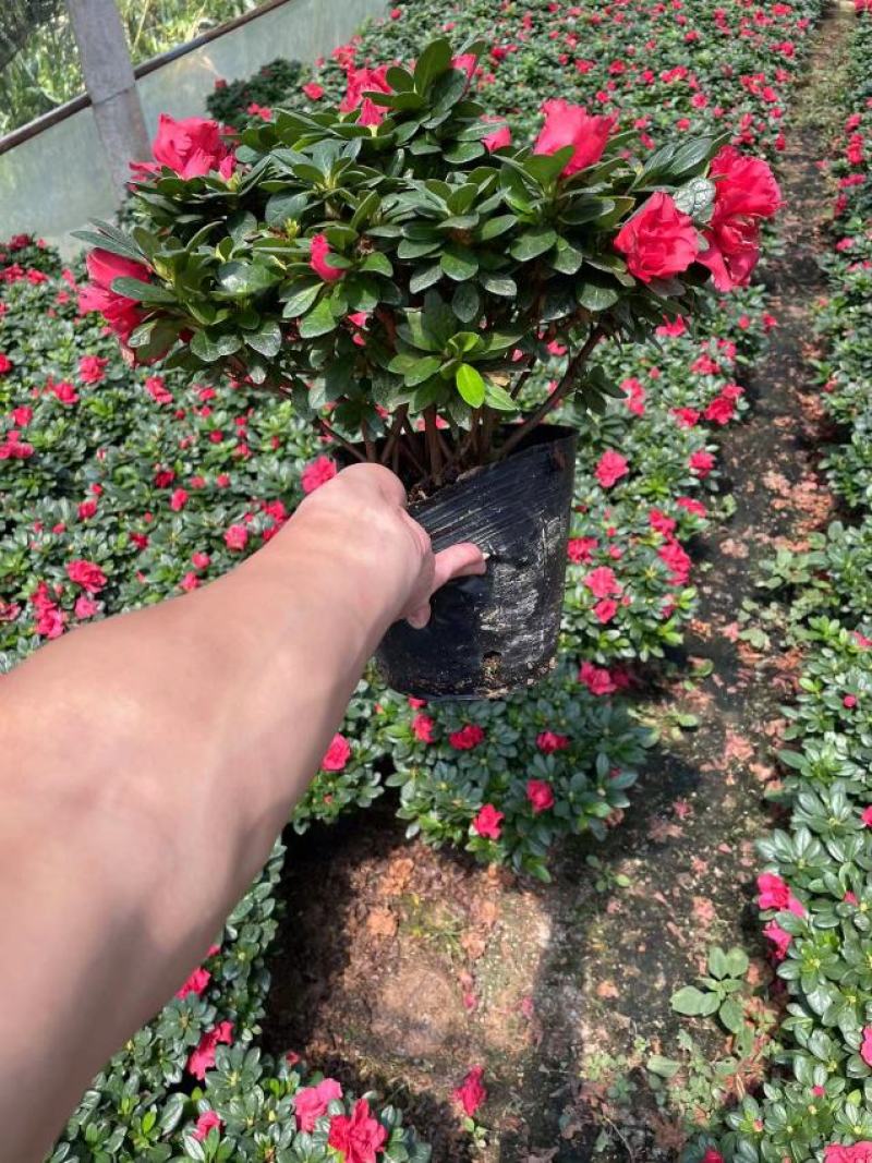 西洋杜鹃花，杨梅红杜鹃花，基地量大，长期有货
