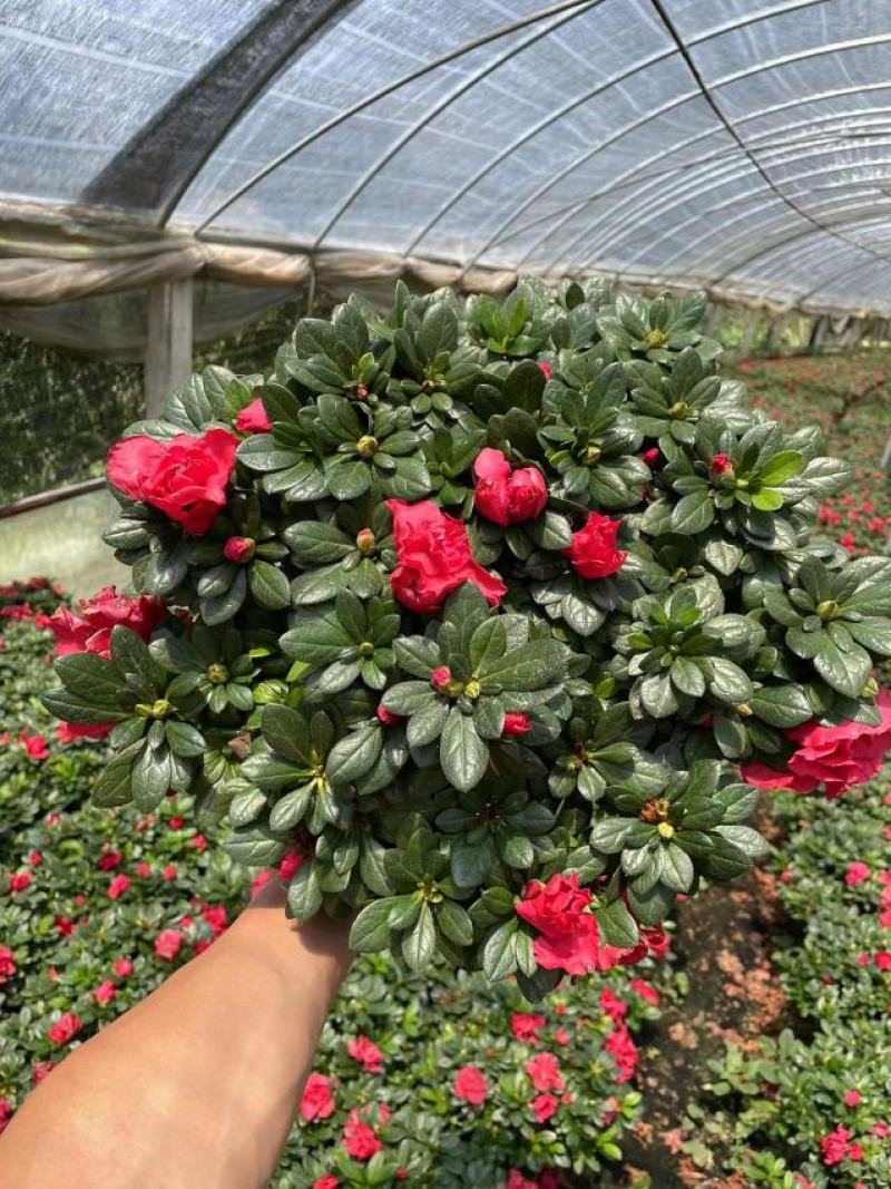 西洋杜鹃花，杨梅红杜鹃花，基地量大，长期有货