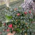 西洋杜鹃花，杨梅红杜鹃花，基地量大，长期有货