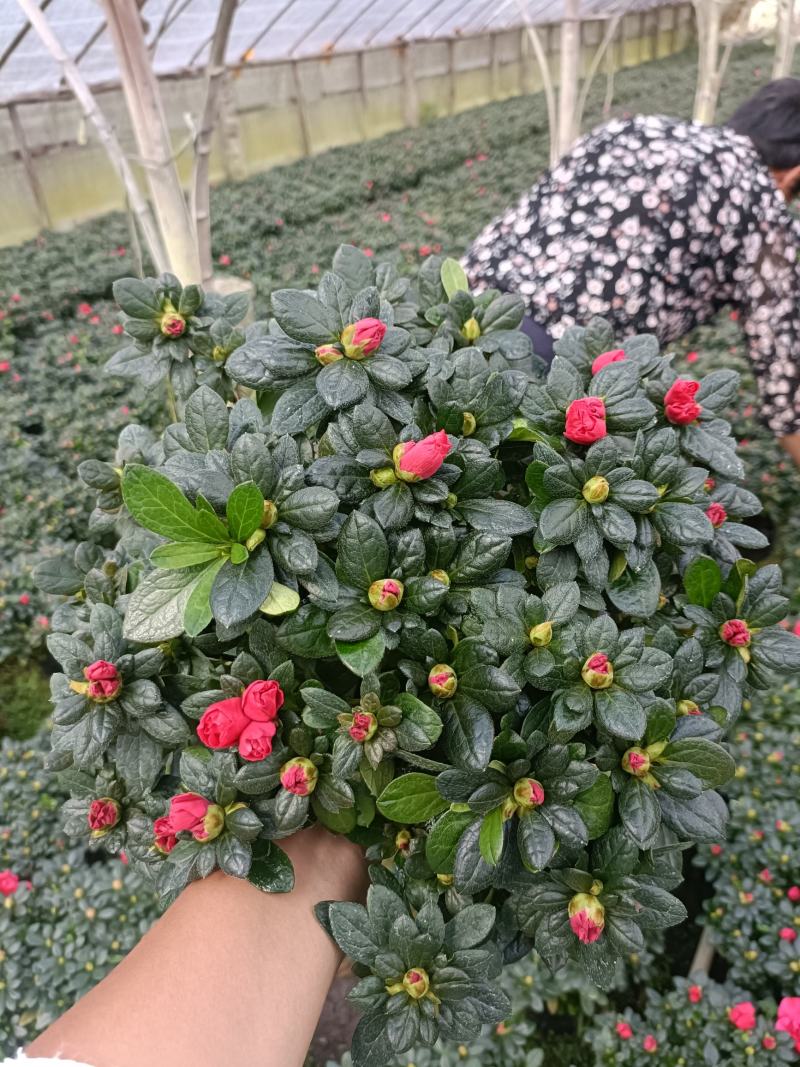 西洋杜鹃花，杨梅红杜鹃花，基地量大，长期有货
