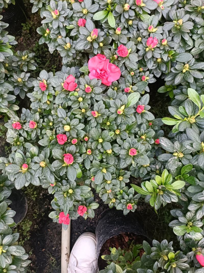 西洋杜鹃花，杨梅红杜鹃花，基地量大，长期有货