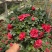 西洋杜鹃花，杨梅红杜鹃花，基地量大，长期有货