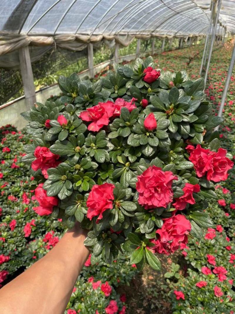 西洋杜鹃花，杨梅红杜鹃花，基地量大，长期有货
