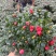 西洋杜鹃花，杨梅红杜鹃花，基地量大，长期有货