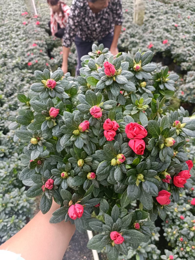 西洋杜鹃花，杨梅红杜鹃花，基地量大，长期有货