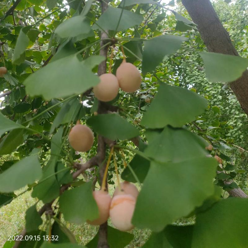 银杏果