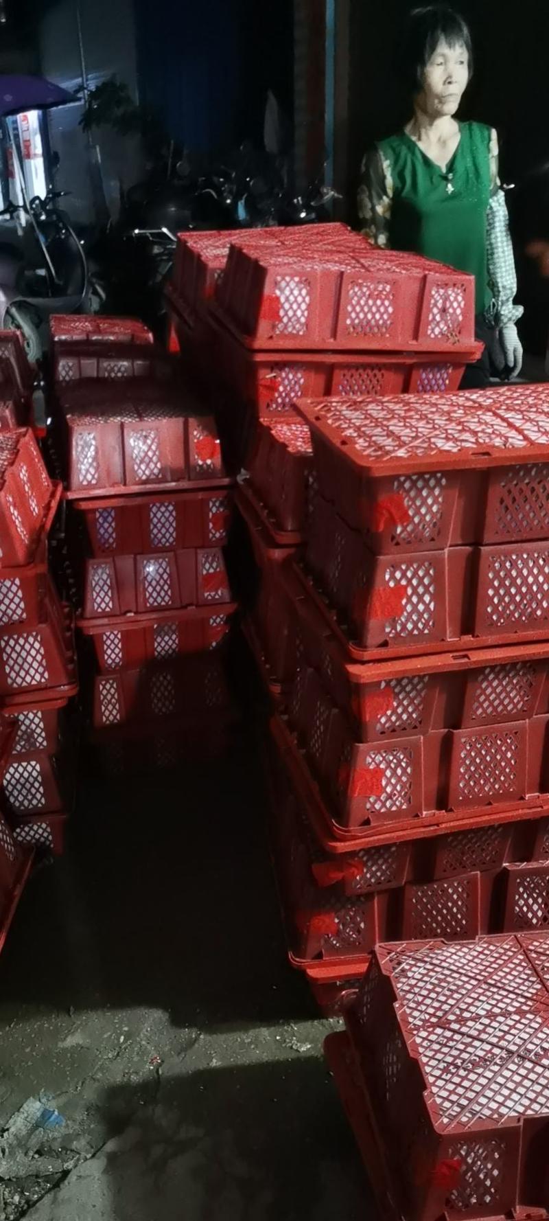 广西合浦米椒11月份大量上市，欢迎各地采购商