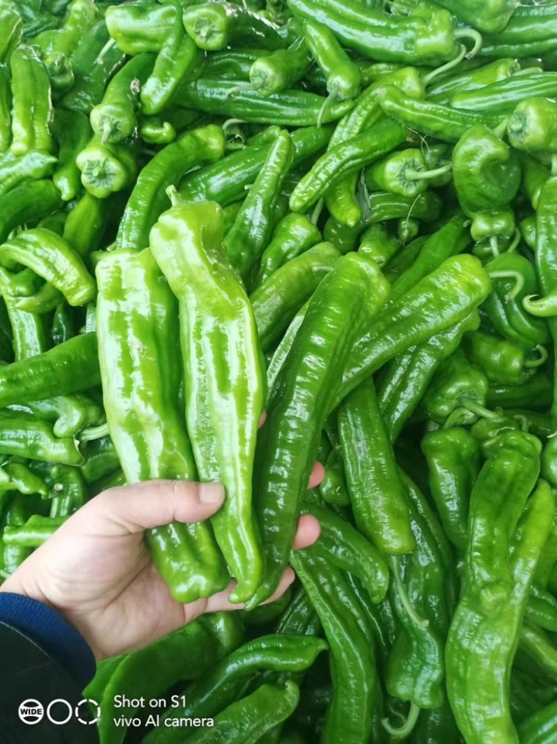 河南夏邑辣椒️基地线椒️螺丝椒️苏椒️湘辛种类齐全