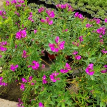 豆蔻花盆栽早春开多年生四季植物好养易成活室外阳台露天