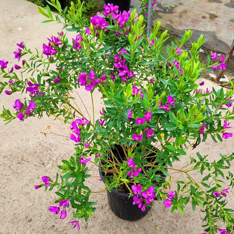 豆蔻花盆栽早春开多年生四季植物好养易成活室外阳台露天